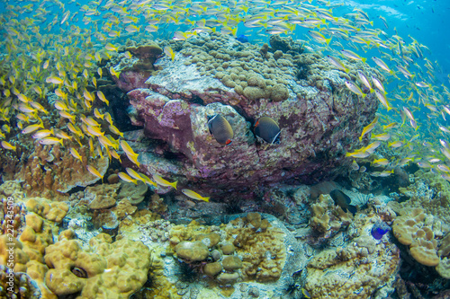 Valokuva Collare Butterflyfish with school of Yellow-stripe scad, Yellow-stripe trevally with coral reef