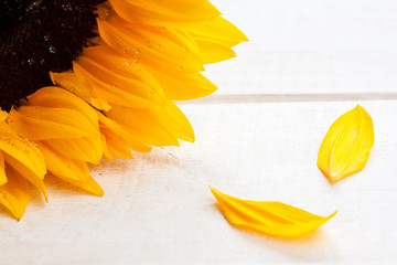 Natural sunflower background.