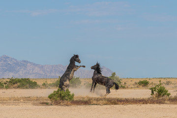 Poster - Wild Horse Stallions Fighting in the Utah desert