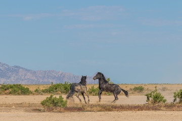 Poster - Wild Horse Stallions Fighting in the Utah desert