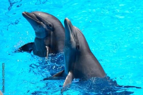 Fotografía Two dolphins performing in a dolphin show