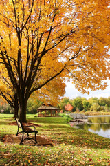 midwest nature background with park view. beautiful autumn landscape with colorful trees around the 