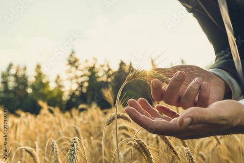 Fotografie, Obraz Businessman carefully holding ripening golden wheat ear