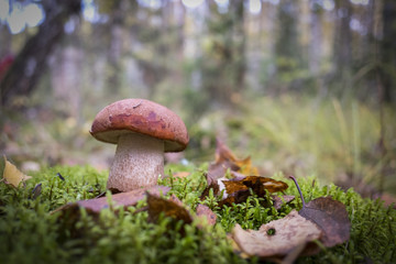 Mushroom in the autumn Forest.