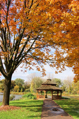 Wall Mural - midwest nature background with park view. beautiful autumn landscape with colorful trees around the 