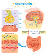 Serotonin vector illustration. Labeled diagram with gut brain axis and CNS.