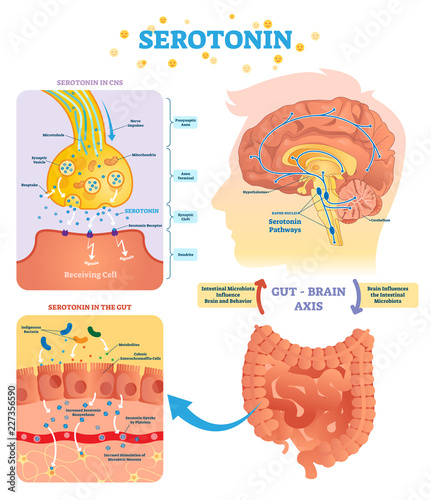 Fotomural Serotonin vector illustration