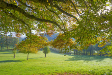 Panorama Of Trees In A Green Meadow On A Hill In Sunlight At Fall
