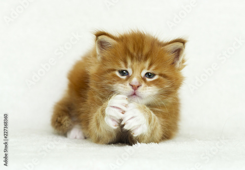 Maine Coon Ginger Tabby Kitten Buy This Stock Photo And Explore