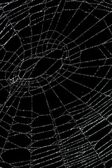 Wall Mural - real frost covered spider web isolated on black