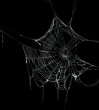Real frost covered spider web isolated on black
