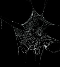 Real Frost Covered Spider Web Isolated On Black