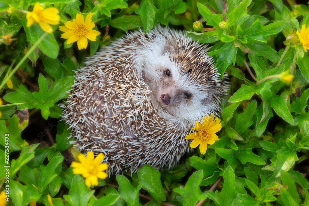 hedgehog-cute-animal-in-the-flower-garden-stock-photo-adobe-stock