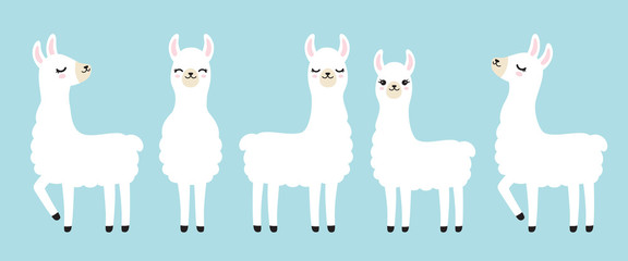 vector illustration set of cute white llama in different postures.