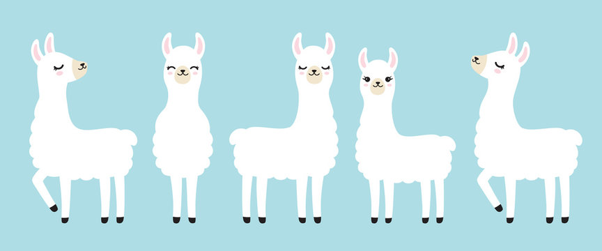 Fototapete - Vector illustration set of cute white llama in different postures.