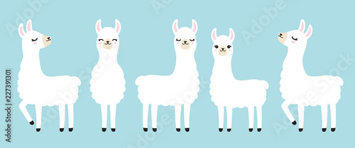 Fotomural Vector illustration set of cute white llama in different postures