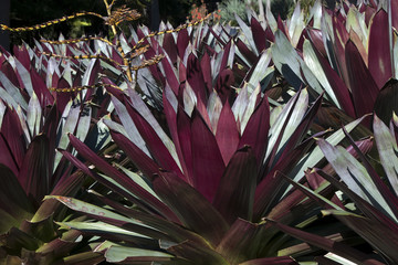 Wall Mural - Sydney Australia, garden bed of Alcantarea Imperialis - Red Form with flower spike forming
