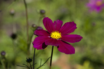 Wall Mural - Sydney Australia,  purple cosmos wildflower in meadow