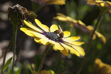 Wall Mural - Sydney Australia, Bee on a blue eyed yellow african daisy flower