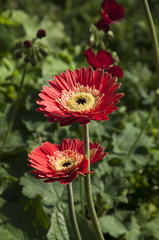 Wall Mural - Sydney Australia, close-up of colorful gerbera flowers