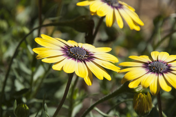 Wall Mural - Sydney Australia, Osteospermum Serenity Blue Eyed Beauty flowers