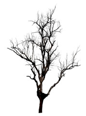 Wall Mural - dead tree isolated on white background.
