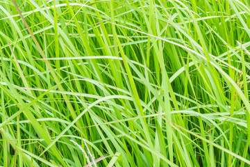 A natural green grass texture background with wind blow.