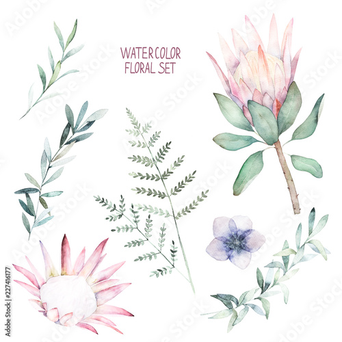 Watercolor botanical set. Hand drawn floral isolated illustration. Protea, fe...