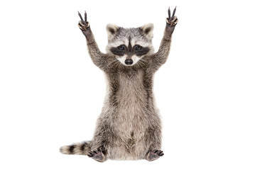 Wall Mural - funny raccoon, showing a sign peace, isolated on white background