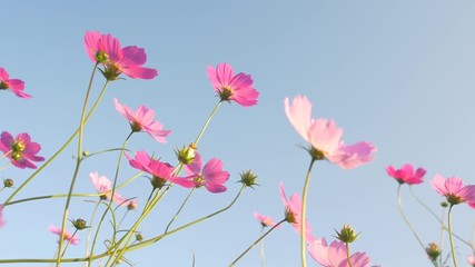pink cosmos swaying in wind in sunny day
