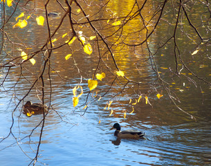 Wall Mural - Ducks in a pond with a branch of yellow autumn leaves