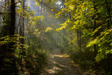 Fototapeta Krajobraz - jesień w lesie Warmii