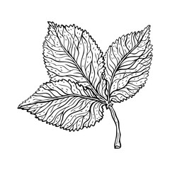 Sticker - Beautiful detailed leaf. Botanical Hand drawn Vector Outline leaves, isolated on white background. Hand drawn Monochrome realistic illustration