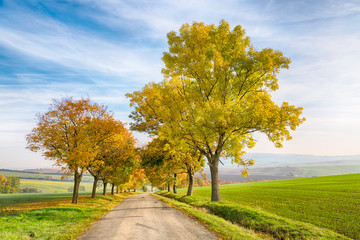 Amazing autumn landscape of country road with colorful trees and blue sky with green grass in South Moravia region, Czech Republic