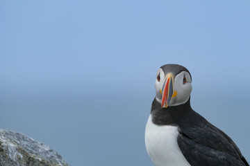 Poster - Atlantic Puffin, Machias Seal Island