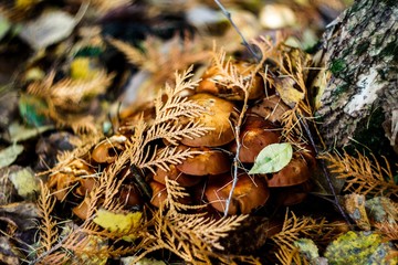 autumn leaves in the forest