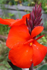 red flower in garden