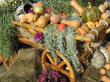 Wooden Cart With Pumpkins And Squashes. Thanksgiving Day Concept, Autumn Harvest Holiday, Festive Decorations With Flowers And Vegetables