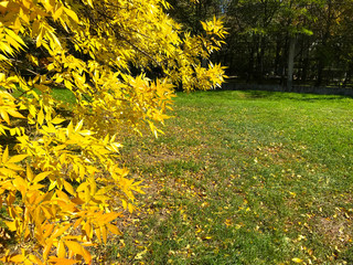 The crown of a tree with yellow leaves against the sky and the sun.