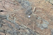 fossils of some of the oldest multicellular life on earth with coin for scale, Mistaken Point Ecological Preserve, Newfoundland, Canada
