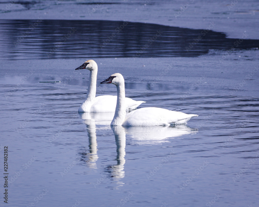 Pair of swans - obrazy, fototapety, plakaty 