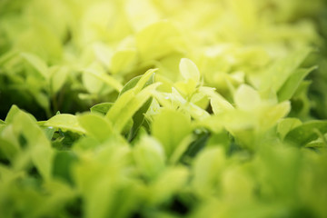 Wall Mural - Green leaves background with sunlight