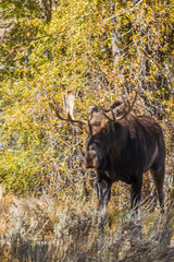 Poster - Bull Shiras Moose in Autumn in Wyoming