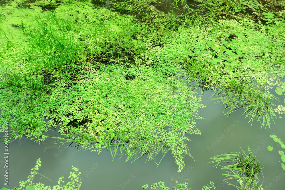 Surface of water covered with plants