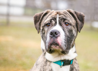 Wall Mural - A brindle and white American Bulldog mixed breed dog