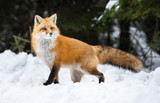 Fototapeta Góry - Red fox