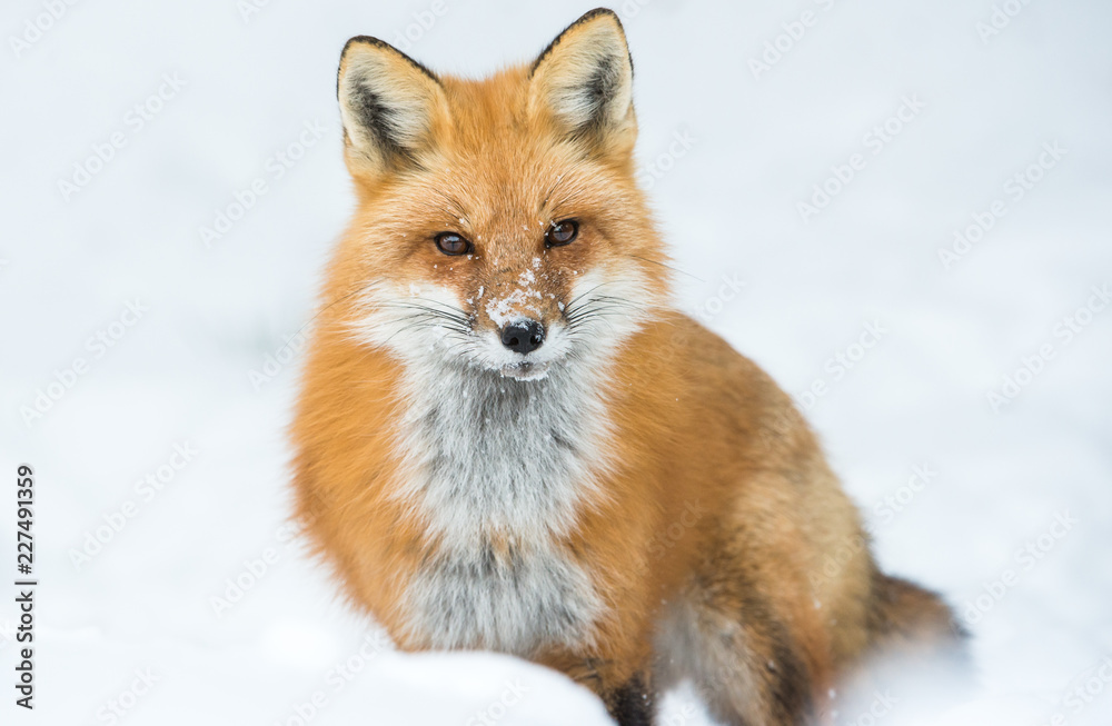 Red fox - obrazy, fototapety, plakaty 