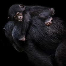 Baby Chimpanzee Monkey On Mothers Back