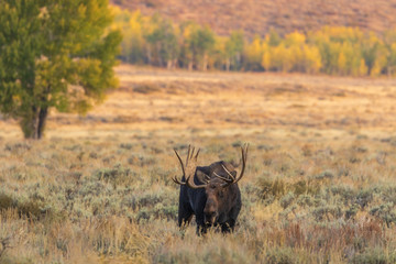 Canvas Print - Bull Shiras Moose in Wyoming in Fall