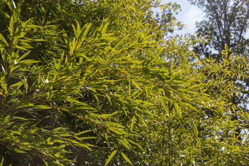 Wall Mural - green leaves in the forest